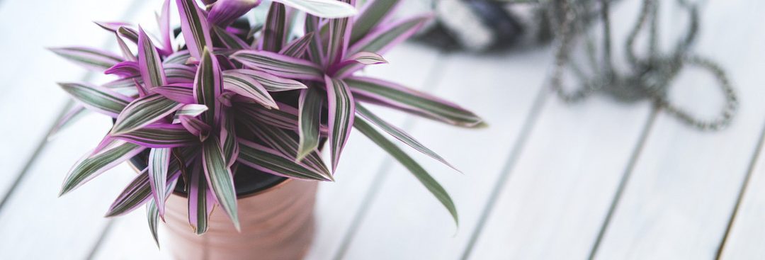 🥇Cuidar Plantas de INTERIOR 🧿【CONSEJOS】 🤩